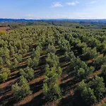 Luggiano * Vinci
